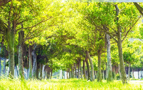 西山甲一号绿化